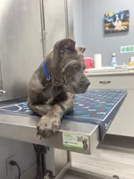 Tank, a male Cane Corso for sale in Orlando, FL – 1 of 4