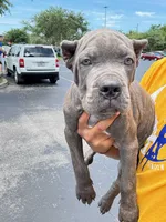 Tank, a male Cane Corso for sale in Orlando, FL – 2 of 4