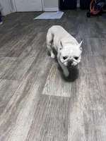 holly, a female French Bulldog for sale in Jacksonville, FL – 2 of 7