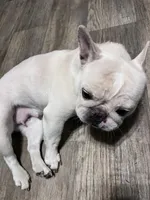 holly, a female French Bulldog for sale in Jacksonville, FL – 7 of 7
