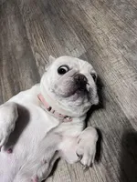 holly, a female French Bulldog for sale in Jacksonville, FL – 4 of 7