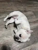 holly, a female French Bulldog for sale in Jacksonville, FL – 5 of 7