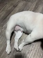holly, a female French Bulldog for sale in Jacksonville, FL – 3 of 7