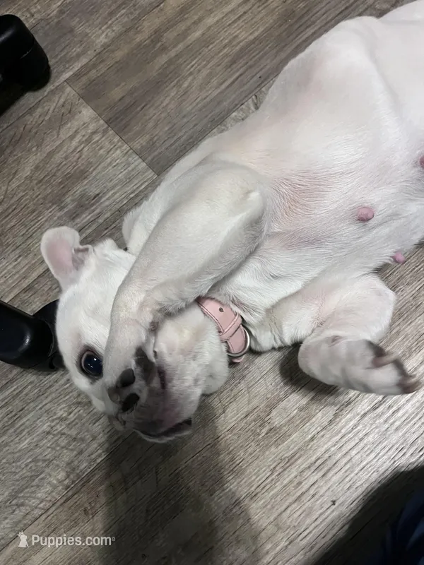 holly – French Bulldog puppy for sale in Jacksonville, FL