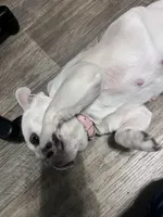 holly, a female French Bulldog for sale in Jacksonville, FL – 1 of 7