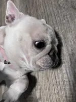 holly, a female French Bulldog for sale in Jacksonville, FL – 6 of 7