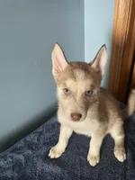 Tater Tot, a female Siberian Husky for sale in Crown Point, IN – Photo 6 of 7