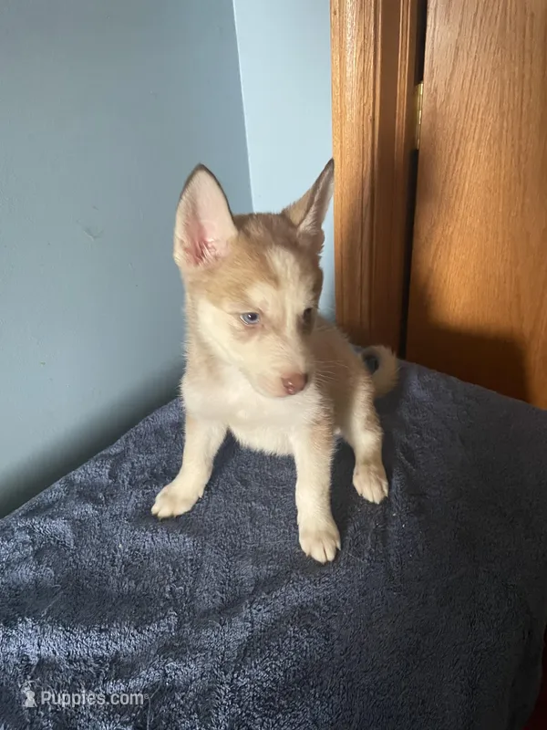 Tater Tot – Siberian Husky puppy for sale in Crown Point, IN