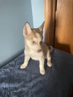 Tater Tot, a female Siberian Husky for sale in Crown Point, IN – Photo 1 of 7