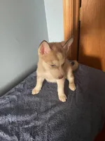 Tater Tot, a female Siberian Husky for sale in Crown Point, IN – Photo 7 of 7