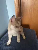 Tater Tot, a female Siberian Husky for sale in Crown Point, IN – Photo 4 of 7