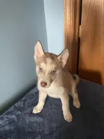 Tater Tot, a female Siberian Husky for sale in Crown Point, IN – Photo 3 of 7