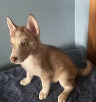 Tater Tot, a female Siberian Husky for sale in Crown Point, IN – Photo 2 of 7