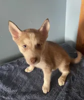 Tater Tot, a female Siberian Husky for sale in Crown Point, IN – Photo 5 of 7