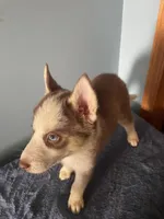 Mocha, a female Siberian Husky for sale in Crown Point, IN – Photo 3 of 3