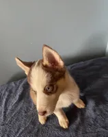 Mocha, a female Siberian Husky for sale in Crown Point, IN – Photo 2 of 3