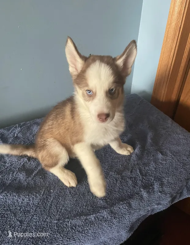 Checkers – Siberian Husky puppy for sale in Crown Point, IN