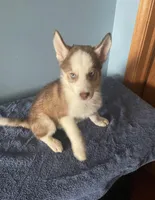 Checkers, a male Siberian Husky for sale in Crown Point, IN – Photo 1 of 5