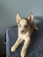 Checkers, a male Siberian Husky for sale in Crown Point, IN – Photo 2 of 5
