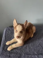 Checkers, a male Siberian Husky for sale in Crown Point, IN – Photo 4 of 5