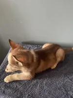 Checkers, a male Siberian Husky for sale in Crown Point, IN – Photo 5 of 5