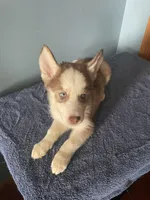 Checkers, a male Siberian Husky for sale in Crown Point, IN – Photo 3 of 5
