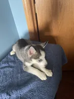 Shadow , a male Siberian Husky for sale in Crown Point, IN – Photo 2 of 6