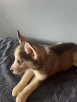 Shadow , a male Siberian Husky for sale in Crown Point, IN – Photo 5 of 6
