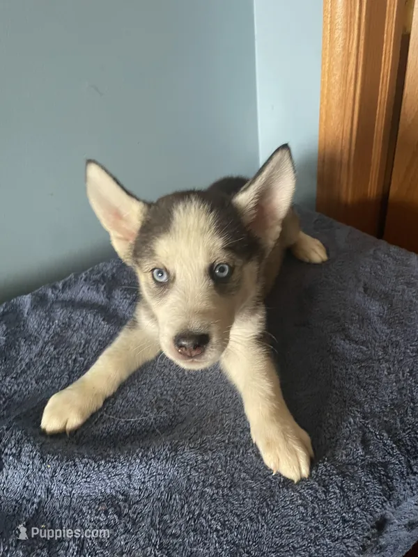 Shadow  – Siberian Husky puppy for sale in Crown Point, IN