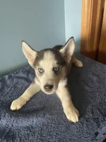 Shadow , a male Siberian Husky for sale in Crown Point, IN – Photo 1 of 6