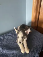 Shadow , a male Siberian Husky for sale in Crown Point, IN – Photo 6 of 6