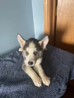 Shadow , a male Siberian Husky for sale in Crown Point, IN – Photo 4 of 6