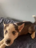 Shadow , a male Siberian Husky for sale in Crown Point, IN – Photo 3 of 6