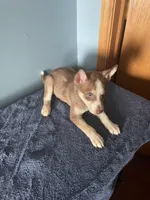 Brownie, a female Siberian Husky for sale in Crown Point, IN – Photo 5 of 5