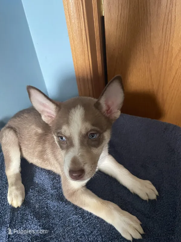 Brownie – Siberian Husky puppy for sale in Crown Point, IN