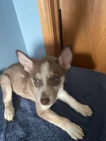 Brownie, a female Siberian Husky for sale in Crown Point, IN – Photo 1 of 5