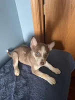 Brownie, a female Siberian Husky for sale in Crown Point, IN – Photo 2 of 5