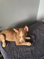 Brownie, a female Siberian Husky for sale in Crown Point, IN – Photo 4 of 5