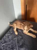 Brownie, a female Siberian Husky for sale in Crown Point, IN – Photo 3 of 5