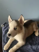 Pepper, a female Siberian Husky for sale in Crown Point, IN – Photo 1 of 5