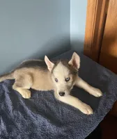 Pepper, a female Siberian Husky for sale in Crown Point, IN – Photo 4 of 5