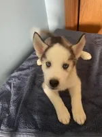 Pepper, a female Siberian Husky for sale in Crown Point, IN – Photo 5 of 5