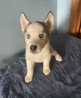 Pepper, a female Siberian Husky for sale in Crown Point, IN – Photo 2 of 5