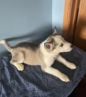 Pepper, a female Siberian Husky for sale in Crown Point, IN – Photo 3 of 5