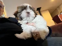 Chase, a male Shih Tzu for sale in Beaumont, CA – Photo 3 of 3
