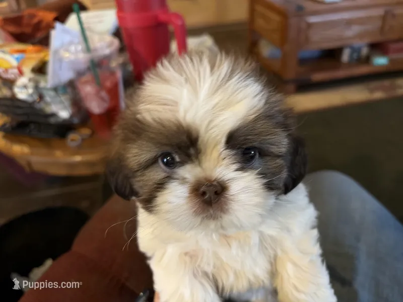 Hopper – Shih Tzu puppy for sale in Beaumont, CA