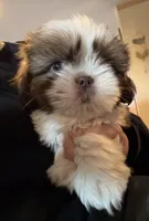 Chase, a male Shih Tzu for sale in Beaumont, CA – Photo 2 of 3