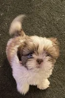 Chase, a male Shih Tzu for sale in Beaumont, CA – Photo 1 of 3