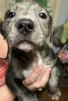 Merle, a male American Pit Bull Terrier for sale in Radford, VA – 3 of 4