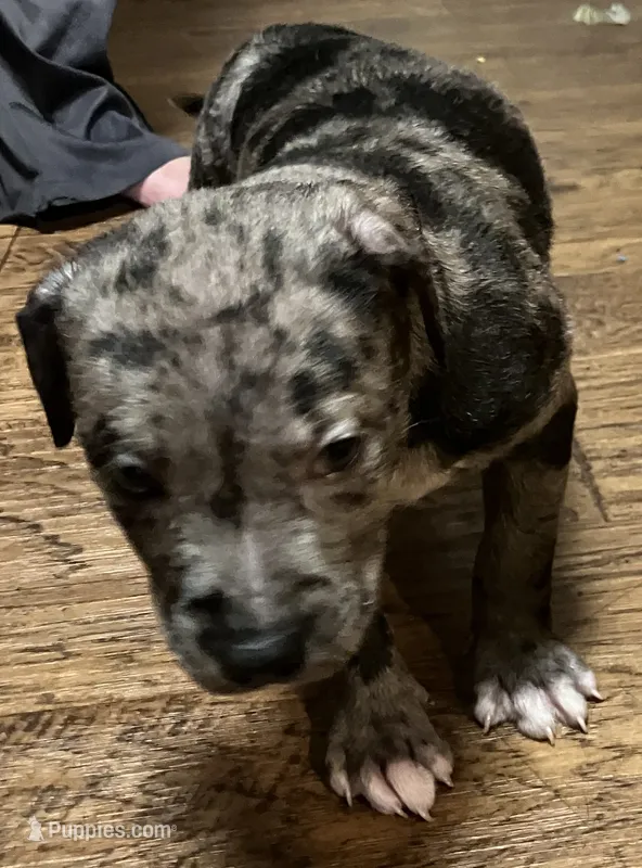 Merle – American Pit Bull Terrier puppy for sale in Radford, VA